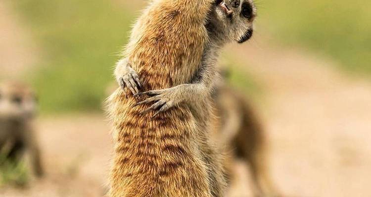 Two meerkats embracing on the grass.