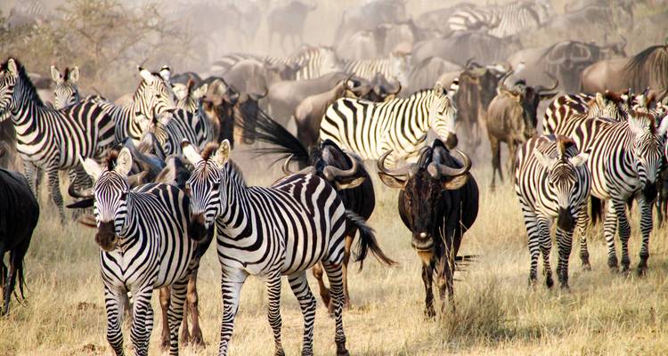 Zebra's en gnoes grazend op een savanne.