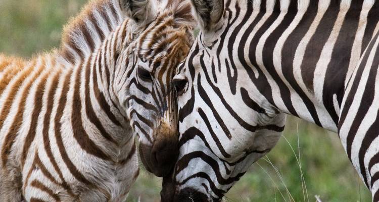 Moeder en baby zebra raken elkaars hoofd aan in een grasveld.