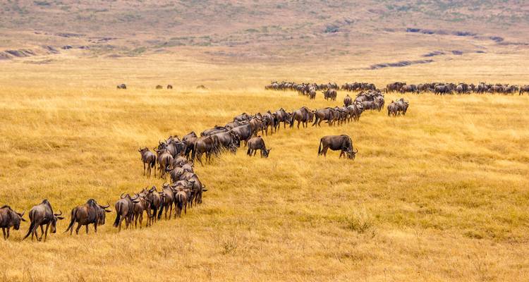 Kudde gnoes die migreert door een droge savanne.