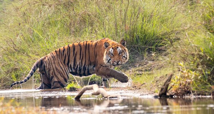 Aventure Bardia Jungle Safari Tour - Amazing Authentic Treks  2