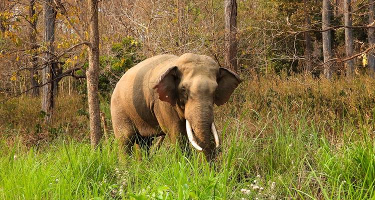 Aventure Bardia Jungle Safari Tour - Amazing Authentic Treks  3