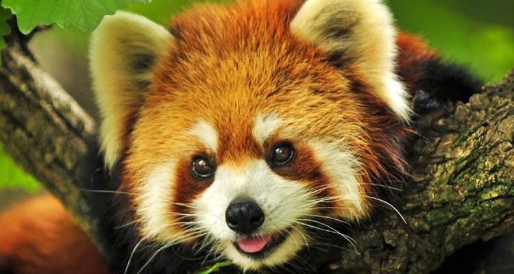 Roter Panda, der auf einem Ast ruht.