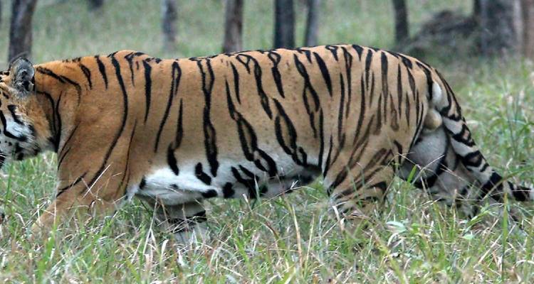 Tiger geht durch grasiges Waldgebiet.