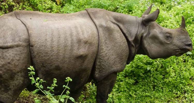 Nashorn inmitten von Vegetation stehend.