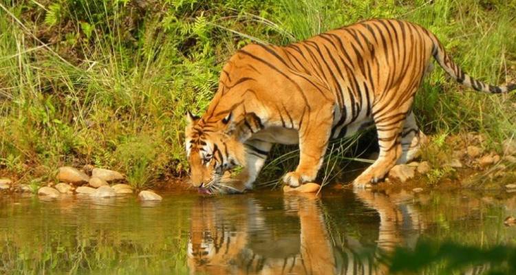 Tijger die drinkt uit een waterbron in het wild.