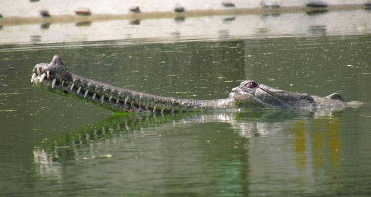 Kathmandu Chitwan Tour - Peregrine Treks and Expedition Pvt Ltd 6