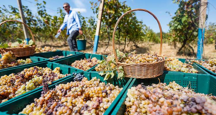 Man harvesting grapes in a vineyard with baskets of grapes.