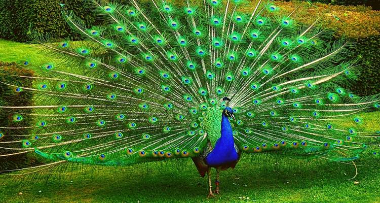 Safaris de lujo desde Pune - con vuelos: Avistamiento de tigres en el Parque Nacional de Jim Corbett - Adreva Trotter Pvt Ltd 9