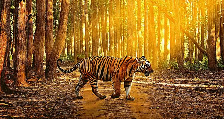 Safaris de lujo desde Pune - con vuelos: Avistamiento de tigres en el Parque Nacional de Jim Corbett - Adreva Trotter Pvt Ltd 4