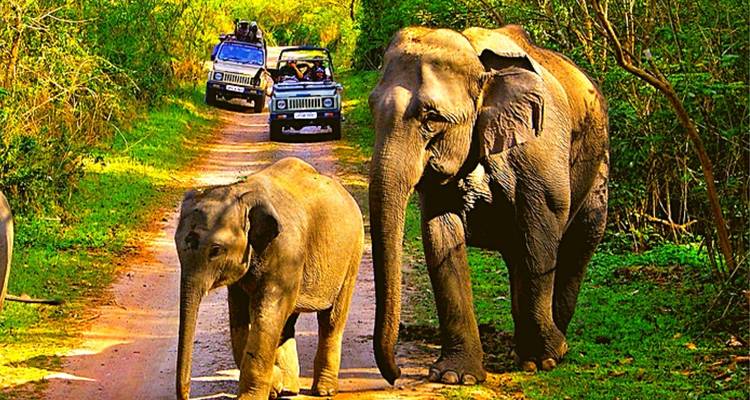 Safaris de lujo desde Pune - con vuelos: Avistamiento de tigres en el Parque Nacional de Jim Corbett - Adreva Trotter Pvt Ltd 3