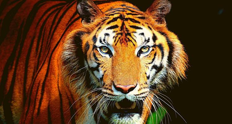 Safaris de lujo desde Pune - con vuelos: Avistamiento de tigres en el Parque Nacional de Jim Corbett - Adreva Trotter Pvt Ltd 7