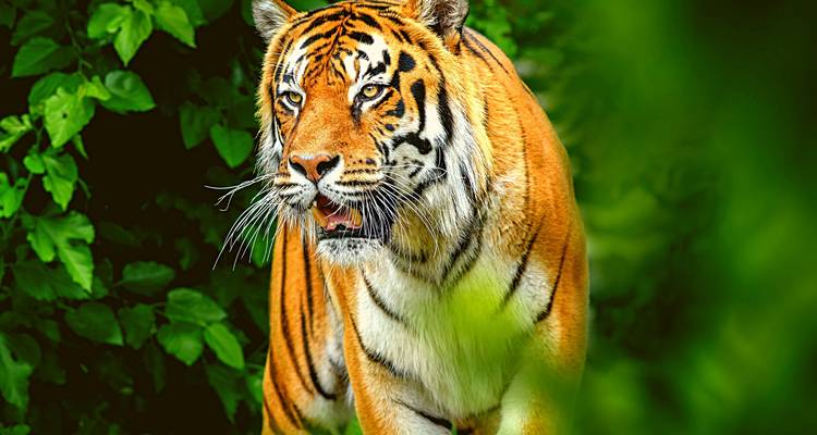 Safaris de lujo desde Pune - con vuelos: Avistamiento de tigres en el Parque Nacional de Jim Corbett - Adreva Trotter Pvt Ltd 1
