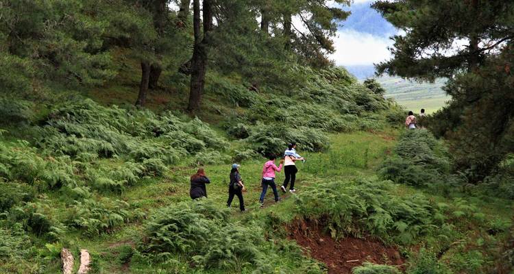 Des gens qui font de la randonnée à travers une zone forestière luxuriante.