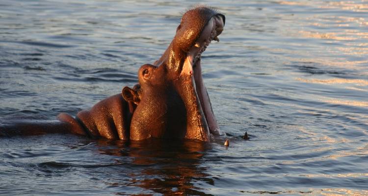 Hippos playfully interacting in a river.
