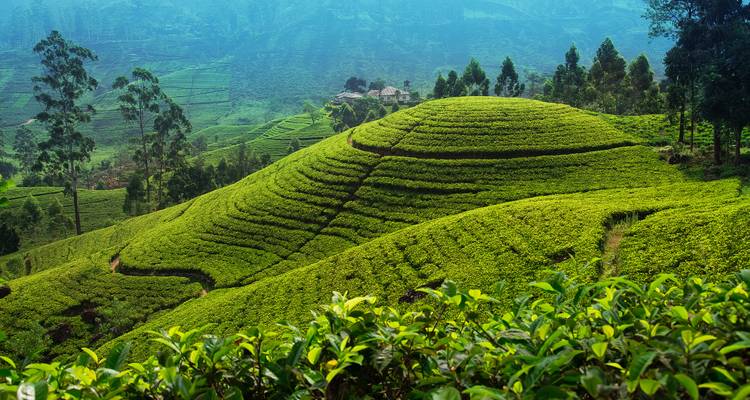 Sri Lanka - Scenic Sri Lanka - 07 Nights / 08 Days Tour - Explore Vacations PVT Ltd 9