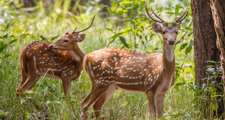 Bardiya Jungle Safari 4 jours - Peregrine Treks and Expedition Pvt Ltd 2