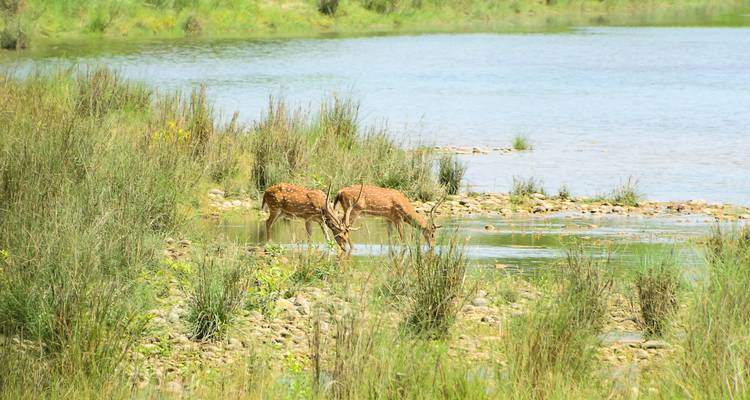 Bardiya Jungle Safari 4 jours - Peregrine Treks and Expedition Pvt Ltd 4