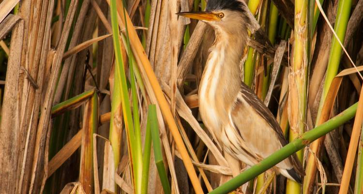 Woudaapje in het riet.