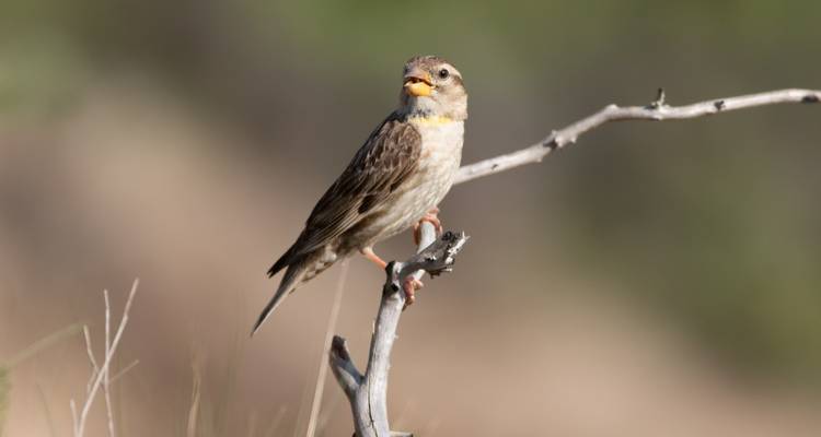 Mus zittend op een tak met een onscherpe achtergrond.