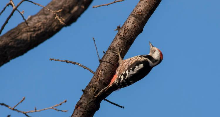 Specht op een boomstam met een blauwe lucht.