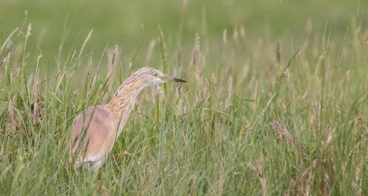 Ralreiger staand in hoog gras.