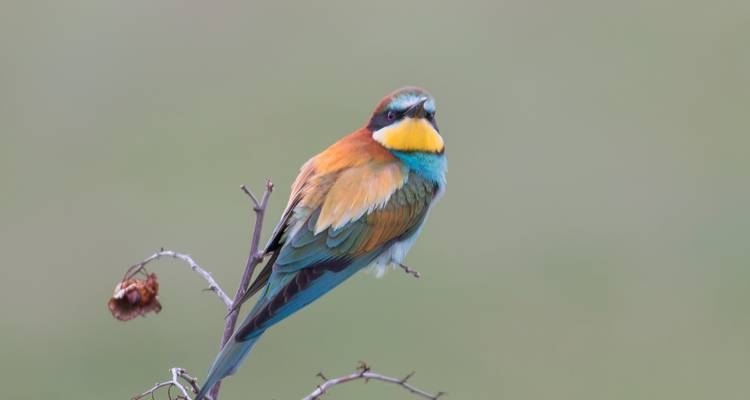 Bijeneter vogel zittend met kleurrijk verenkleed.