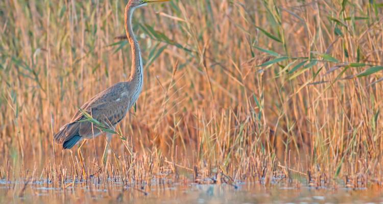 Purperreiger staand tussen het riet.