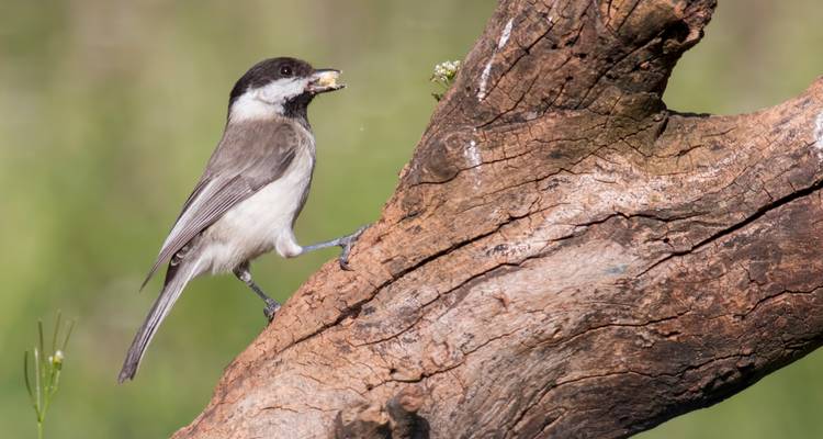 Mees op een tak met voedsel.