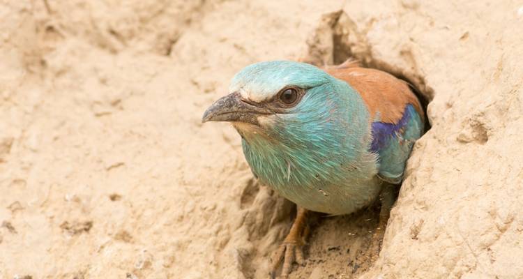 Scharrelaar die uit een gat in de grond kijkt.