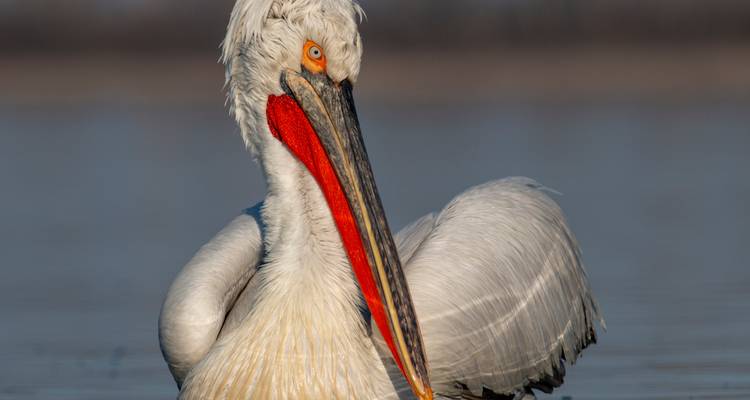 Dalmatische pelikaan poserend op water met reflectie.