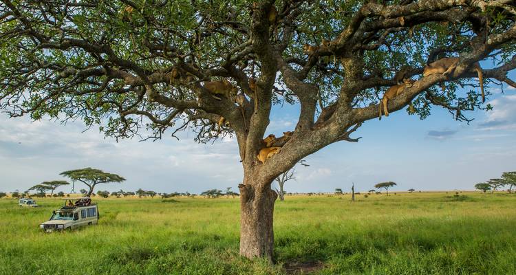 Tanzanie Family Journey : un safari dans le Serengeti - G Adventures 5