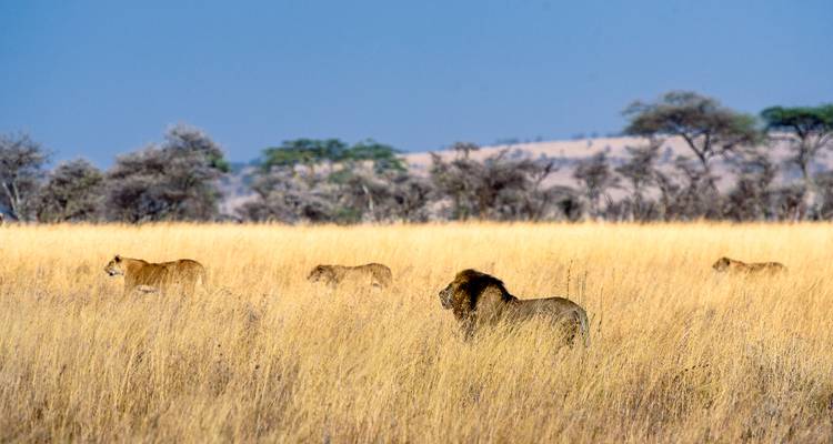 Viaje familiar a Tanzania: un safari por el Serengeti - G Adventures 5