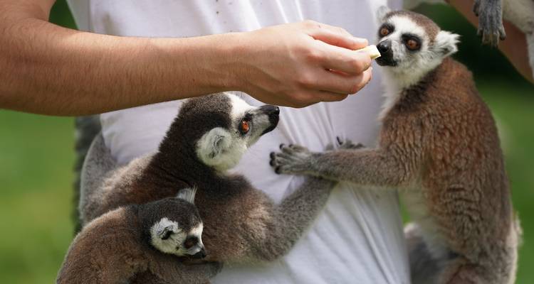 The best of Madagascar Adventure 12Days/11Nights ( Comfort) - Across Africa Tours & Travel 1