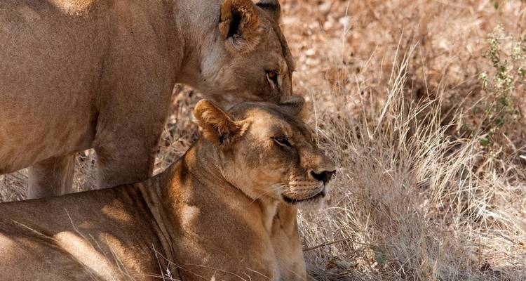 3 Days Northern Circuit Safari - Gecko Adventure 3