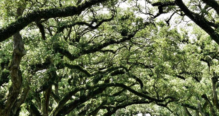 The American South - Omega Tours 6