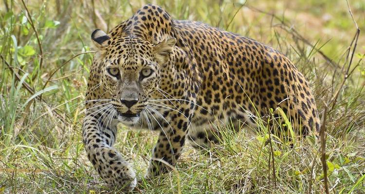 Itinéraire de 6 nuits et 7 jours au Sri Lanka - Holiday Lanka Tours 1