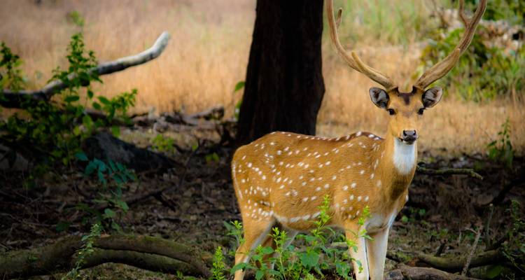 Wild Encounters of North India - Wildlife tour of India - MTA Destination Management Company 2
