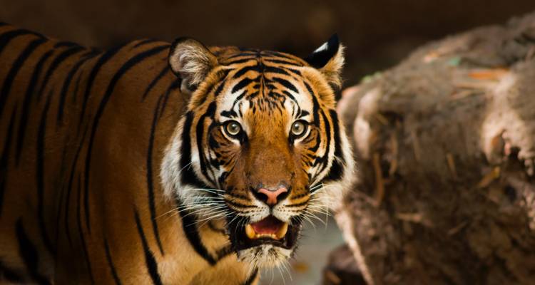 Wild Encounters of North India - Wildlife tour of India - MTA Destination Management Company 3