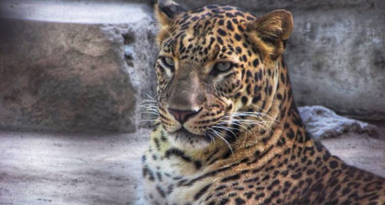 Wild Encounters of North India - Wildlife tour of India - MTA Destination Management Company 9