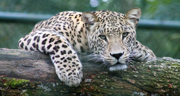 Wild Encounters of North India - Wildlife tour of India - MTA Destination Management Company 10