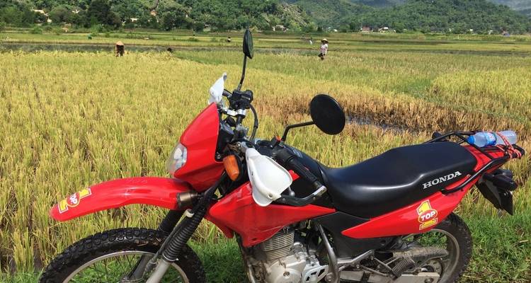 Ein rotes Honda-Motorrad, das in einem goldenen Reisfeld geparkt ist.