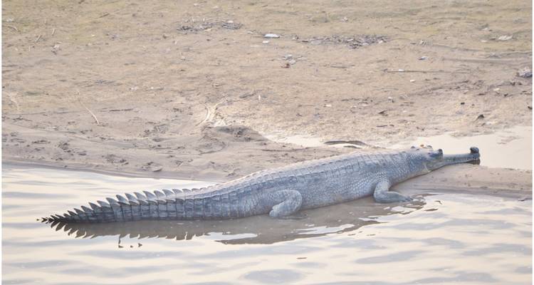 Bardiya National Park Tour - Nepal Social Treks 6