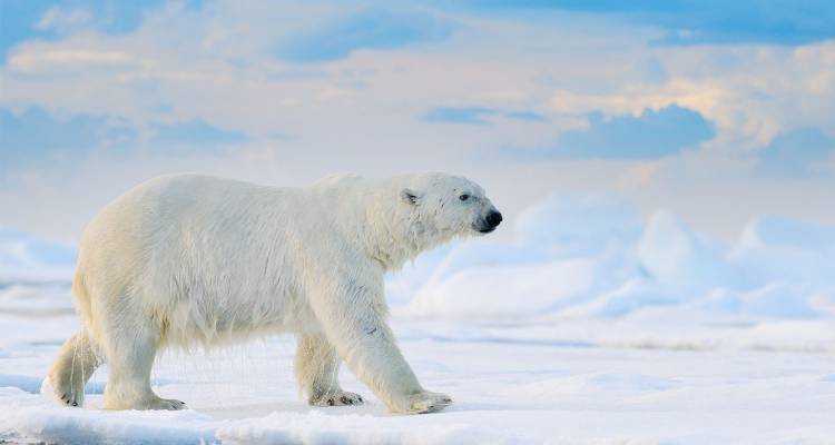 Merveilles sauvages de l'Arctique - 8 jours - On The Go Tours 2