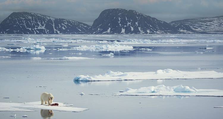 Ours polaire solitaire se nourrissant sur la banquise au milieu d'une vaste étendue d'eau glacée plate et d'îles sombres lointaines.