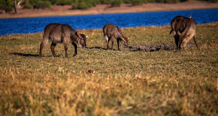 Spectacular Australia with the Historic Ghan Train - Globus 7