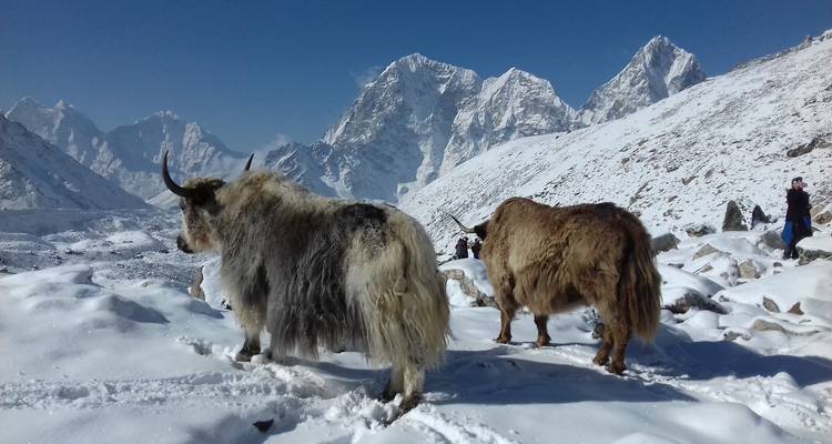 Gokyo Chola Pass via EBC Trek - Nepal Social Treks 6