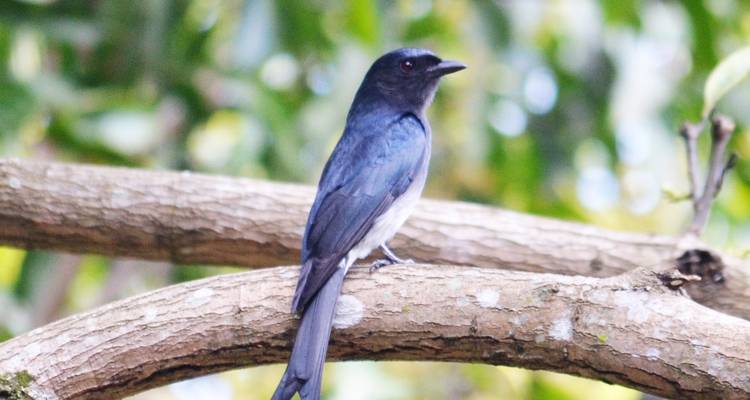 Bird Watching Tour in Sri Lanka - Holiday Lanka Tours 2