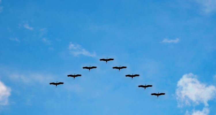 Bird Watching Tour in Sri Lanka - Holiday Lanka Tours 4