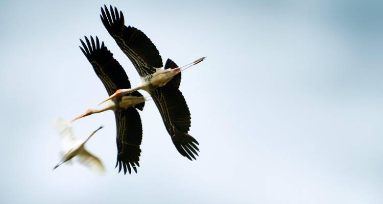 Bird Watching Tour in Sri Lanka - Holiday Lanka Tours 3
